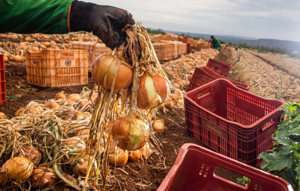 Ganho de produtividade faz colheita de cebola crescer 32,6% em Goiás