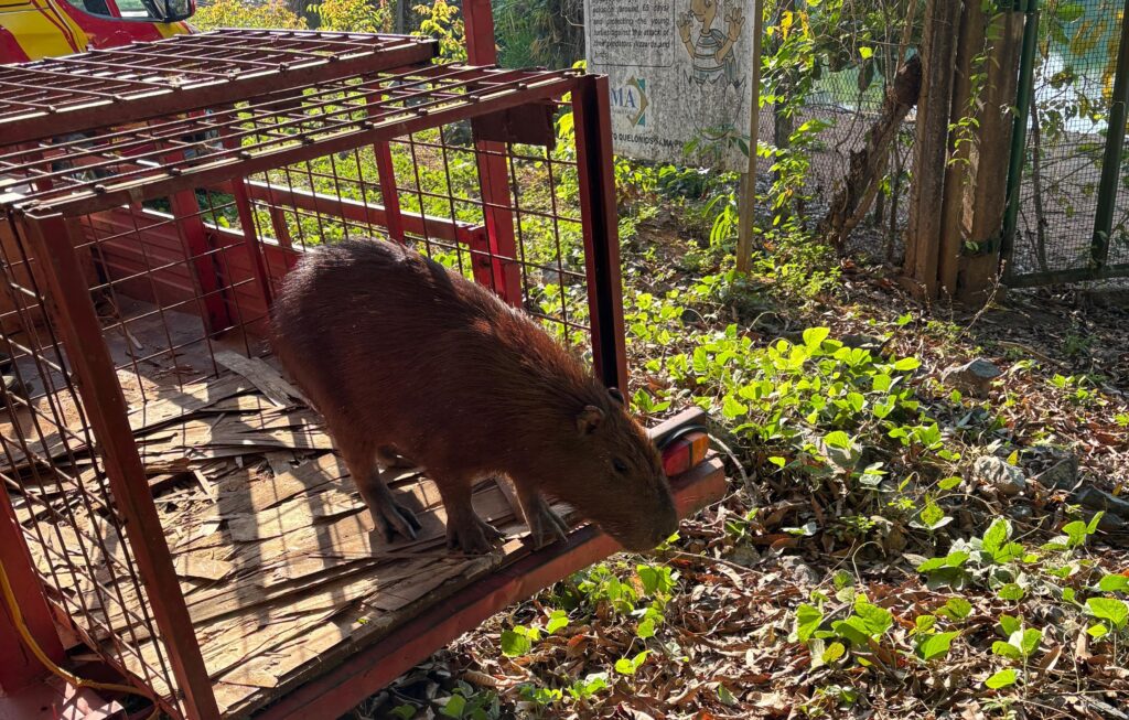 Bombeiros capturam capivara em ambulatório de hospital em Minaçu