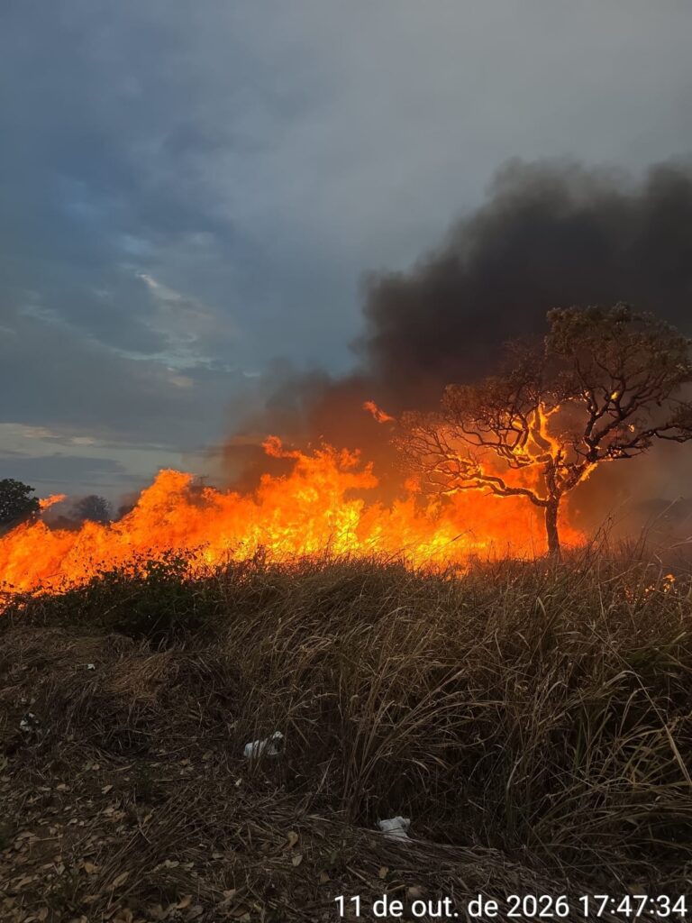 Bombeiros combatem incêndio de grandes proporções às margens da BR-153, em Campinorte (foto: CBMGO)
