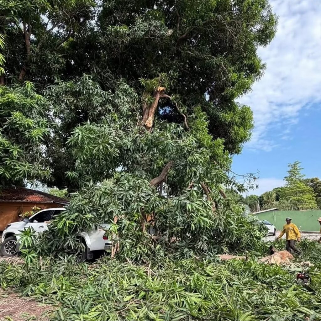Temporal provoca queda de árvores sobre três veículos em Aruanã (foto: reprodução Jordevá)